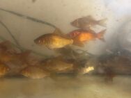 Goldfische in verschiedenen Größen aus einem Teich - Bechtolsheim