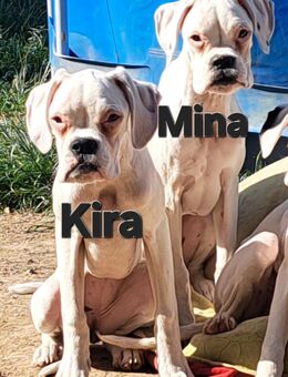 3 Boxer, weiß - Moosthenning