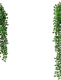 Kunstranke Hängebusch Columnea Columnea, Creativ green, Höhe 86 cm