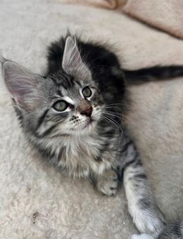 Soziale Maine Coon Kitten - Hamburg Wandsbek