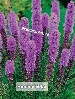 Samen Prachtscharte und Ruthenische Kugeldistel, weitere Sorten - Norderstedt