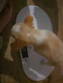 Unser kleiner rüde sucht noch ein zuhause in 17168