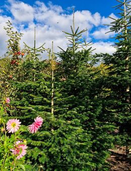 Weihnachtsbäum "Nordmanntanne" für Selbstabholer - Lüdersburg