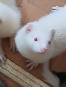 Frettchen Babys - Essen