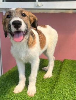 FIJELA - sanft,verspielt & schmusig - Velbert