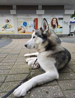 Husky Deckrüde mit Deckerfahrung - Krefeld