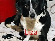 LIZA ❤ sucht Zuhause oder Pflegestelle - Langenhagen