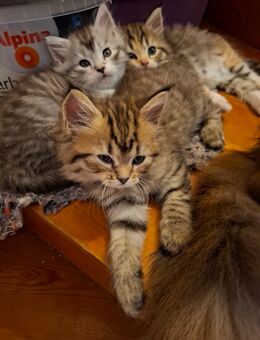 Edelmix Kitten Maine Coon / Britisch Langhaar - Balgstädt