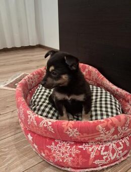 💖 Zuckerschnute Welpe Finja ❤️ - Eislingen (Fils)