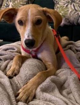 Kiani auf PS in Berlin, braucht Zeit - Köln