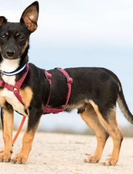 GOPI - spätere Adoption möglich 🙏 - Neudenau