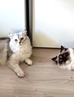 Süße Maine-Coon - Ragdoll Mix Katzenbabys, Babykatzen, Kitten, Katzen Perserkatze, cats - Berlin Steglitz-Zehlendorf