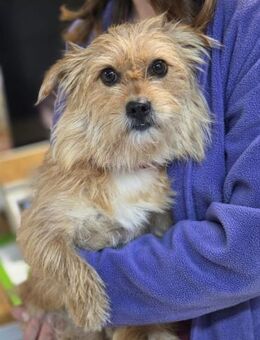 🐶 Zana sucht ihr Für-immer-Zuhause (I) - Ludwigshafen (Rhein)