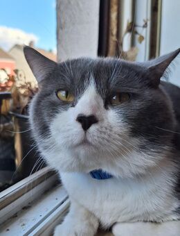 Britisch kurzhaar Kater - Saarlouis