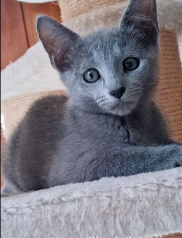 Russisch Blau Kitten - Kirn Zentrum