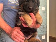 Deutscher Schäferhund Welpen - Recklinghausen