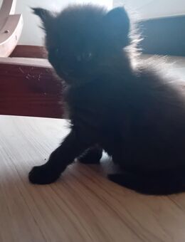 XXL Maine Coon Kitten - Bechhofen (Bayern)
