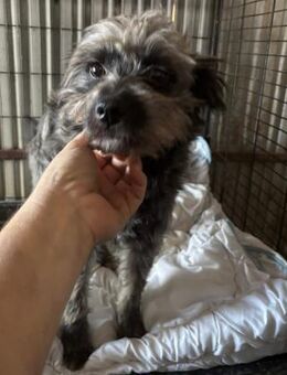 Kleiner Fussel - Markkleeberg