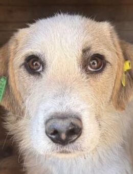 MARLON-wunderschöner Rüde, 54 cm - Rösrath