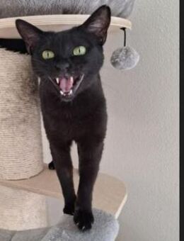Halloween - Darf ich bei Dir einziehen? - Poing