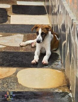 Hundebaby Carlo - Talkau