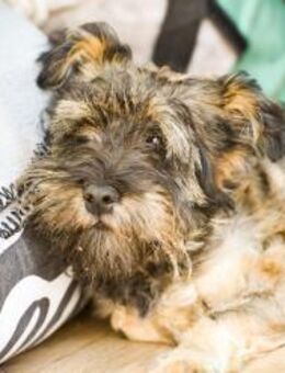 Hundemixdame Nalu - Hamburg
