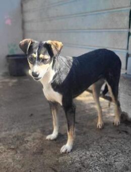 Betty von kettenlos - Bollingstedt