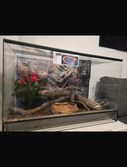 Kornnatter inklusive Terrarium - Schermbeck