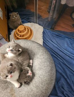 4 Kleinen süße kitten - Frasdorf