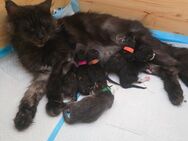 Maine coon Kitten - Pirmasens Zentrum