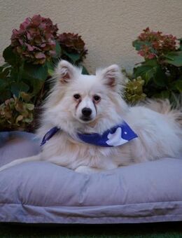 Pakito- junger Wirbelwind zum Verlieben - Chemnitz