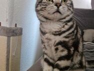 Britisch kurzhaar kater - Hannover