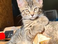 Bengal-MainCoon Kitten suchen ein zu Hause - Stützengrün