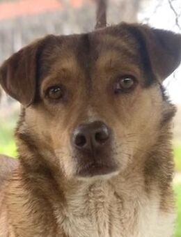 Schnuffel, geb.ca.04/2020, Griechenland - Euskirchen