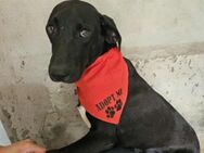 Labradormix Pumba - Eichenzell