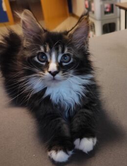 Reinrassige Maine-Coon Baby Katzen - Wetzlar
