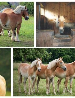 Perfekt angebundenes Prestigeobjekt für Familien und Pferdeliebhaber - Buchholz (Nordheide)