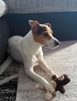 Jack Russell Terrier - Baunatal