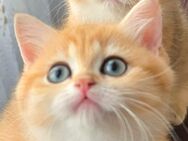 BKH KATZE MİT STAMMBAUM - Bischofsheim