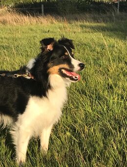 Deckrüde, reinrassiger Border Collie TriColor - Dermbach