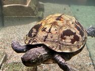 Schildkröte Wasserschildkröte - Ostrach