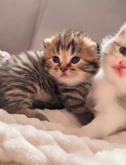Entzückende Reinrassige Bkh Kitten - Köln