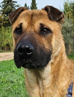 Herby sucht seine perfekte Familie - Laatzen