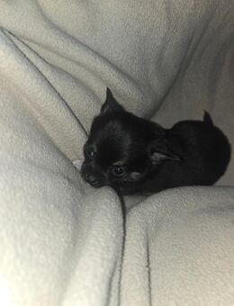 Mini Chihuahua - Jena