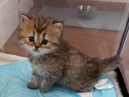 5 reinrassige BKH Kitten abzugeben - sozialisiert und stubenrein - Metzingen