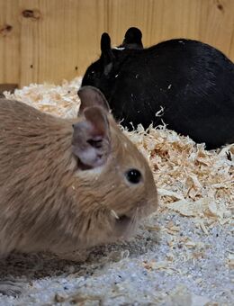junge Degus Degu Jungtiere dürfen ausziehen - Neustadt (Sachsen) Hohwald
