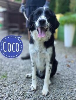 Coco ein toller Bub - Flörsheim-Dalsheim