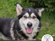 Chip 248893: Sucht ein Zuhause - Kirchzell