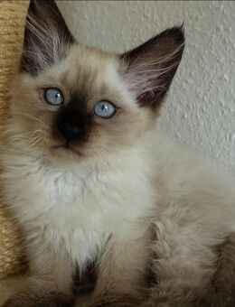 Heilige Birma Kitten Mädchen Katze Abholbereit - Ramsen CH