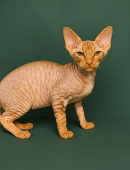 Orientalisch Kurzhaar Kitten, 13 Wochen, abholbereit – 2 verspielte Jungs sind noch zu haben - Neumünster